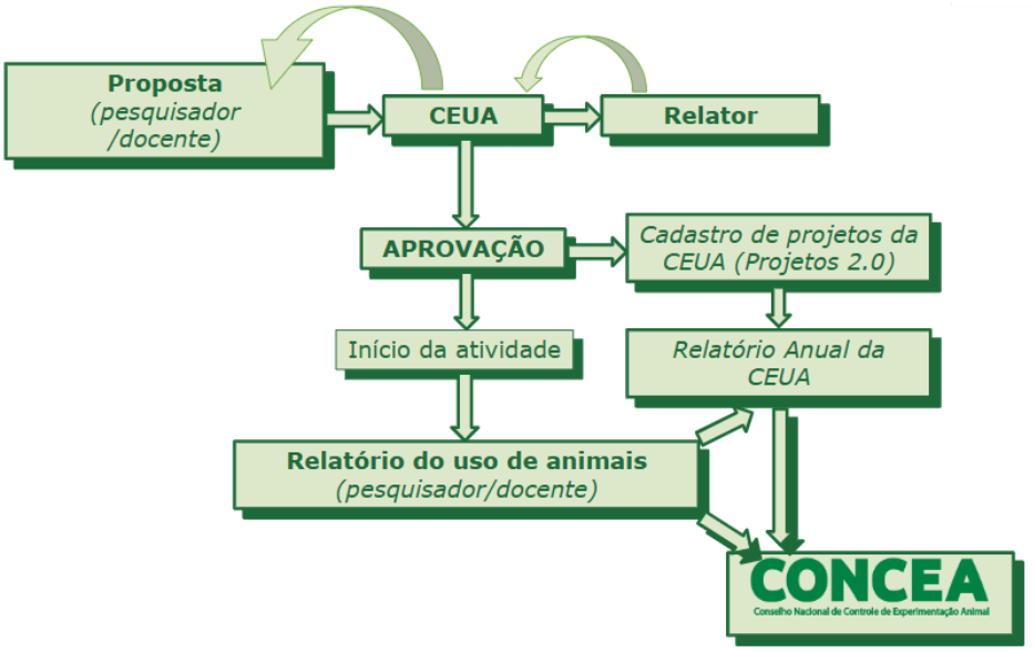 Figura 1 CEUA Fluxograma resumido.png