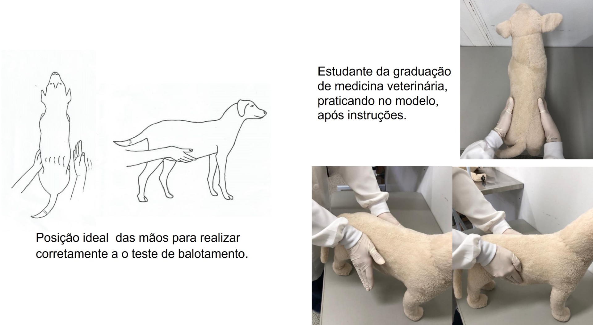 Figura 2 - utilização do modelo de cão com ascite no teste de balotamento.jpg