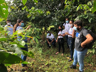 castanheira - silvivultura - Foto Acervo José Francisco Gonçalves - Inpa (1).jpg