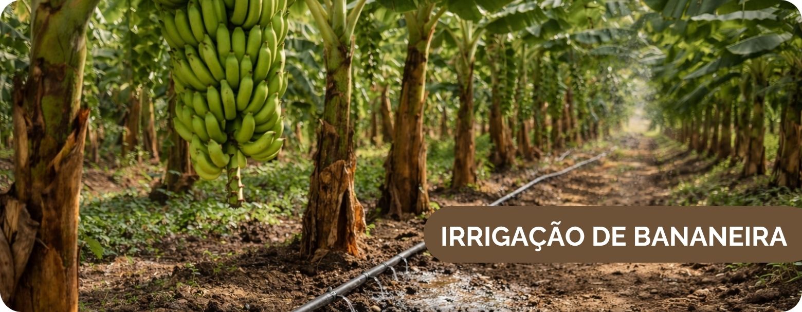 imagem de frutas e hortaliças