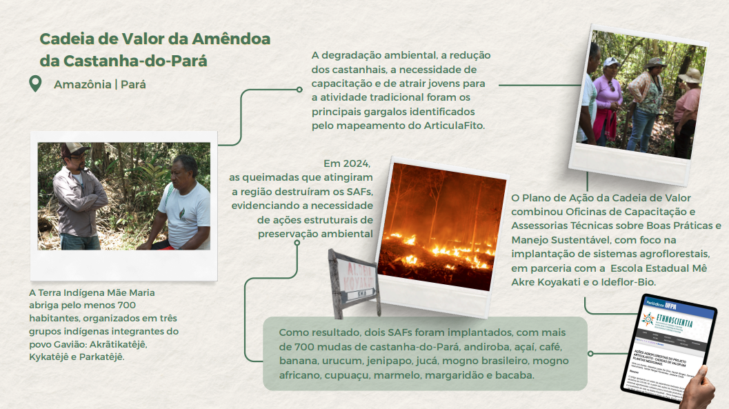 Cadeia de valor da amendoa da castanha do para.png