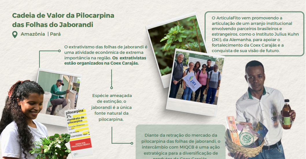 Cadeia de valor da pilocarpina das folhas do joborandi.png