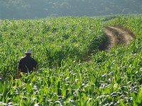 Edital nº 01/2023 para composição do Condraf / MDA: Resultado da Plenária Eleitoral