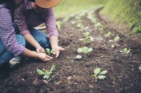 Garantia-Safra foi autorizado para mais de 680 mil agricultores familiares entre os meses de março e abril