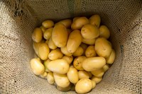 Plano Safra da Agricultura Familiar 2024/2025 movimenta R$ 43,3 bilhões nos primeiros sete meses