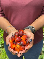 Transição agroecológica com inclusão social: MDA visita arranjo produtivo da palma de óleo no Pará
