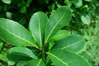 Erva-mate sombreada é reconhecida como um patrimônio agrícola mundial pela FAO em Roma