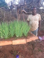 Desenrola Rural leva alívio para mais de 56 mil famílias agricultoras