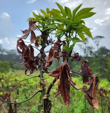 Fungo causou a perda das lavouras de mandioca, afetou a produção de farinha e a segurança alimentar. (Foto: Divulgação/Embrapa)