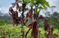 MDA destina mais R$ 38 milhões para ações de enfrentamento da vassoura de bruxa na mandioca na região Norte