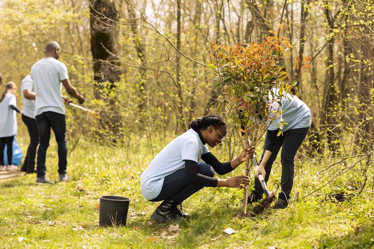 team-two-activists-doing-voluntary-work-plant-trees-forest.jpg
