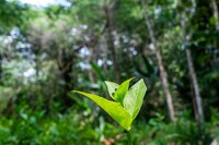 Câmara Técnica destina 32,2 milhões de hectares para demarcação e estudos