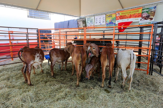 Investimento no Pronaf Mais Leite irá impulsionar a produtividade dos rebanhos da agricultura familiar. Foto: Albino Oliveira - Ascom/MDA