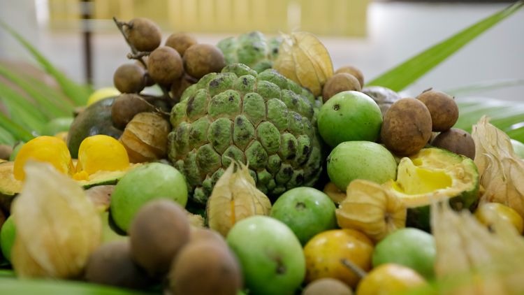 Cerrado +Cooperativo: Governo do Brasil lança edital de R$ 50 milhões para fortalecer agricultores familiares