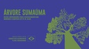 Árvore Sumaúma recebe contribuições para o enfrentamento das mudanças climáticas até 31 de julho