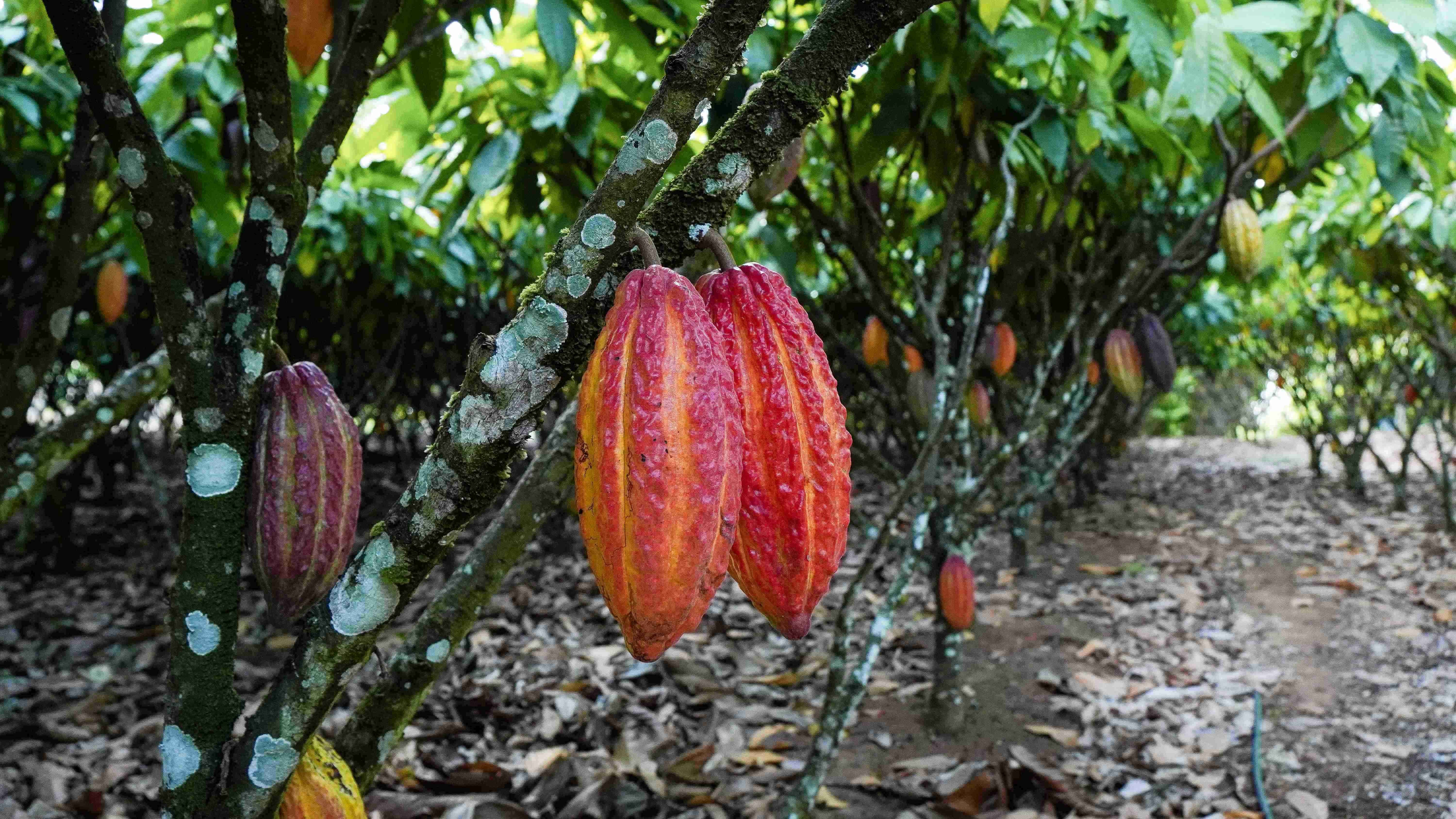 Apoio federal impulsiona arranjo produtivo do cacau no Pará