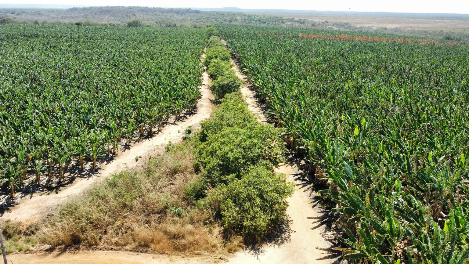 Área em produção da Etapa 1 - Bananal
