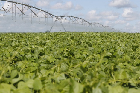 foto de lavoura irrigada