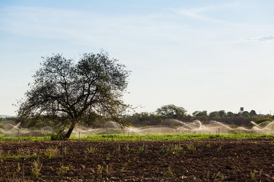 Produção Agrícola - Cabrobó/PE