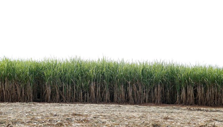 10 08 Cana de açúcar