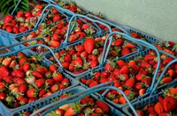 Distrito Federal poderá produzir mudas de morango certificadas