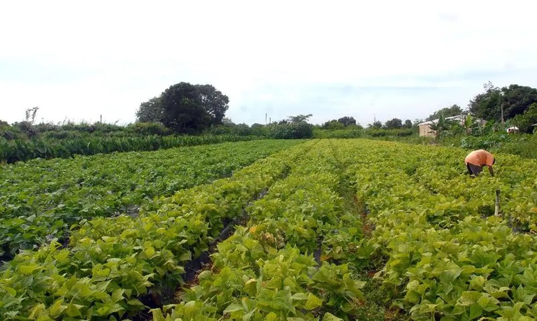 lavoura_agricultura_familiar.webp