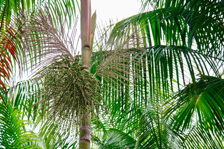 Arvore de Açaí 1 Foto Marcio Pinheiro.jpeg
