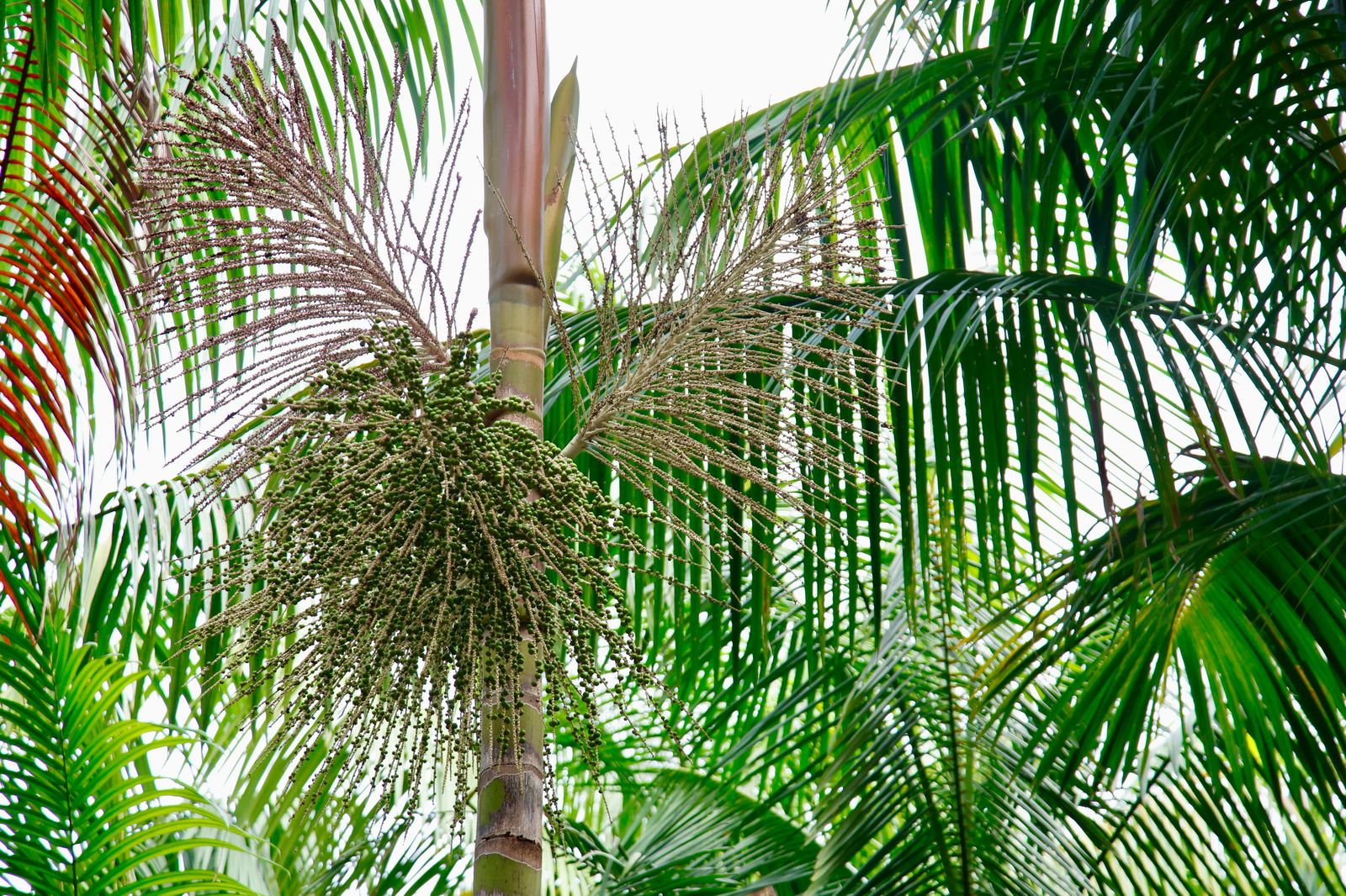 Arvore de Açaí 1 Foto Marcio Pinheiro.jpeg