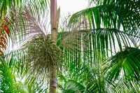 Açaí amapaense conquista Indicação Geográfica com apoio da Rota do Açaí