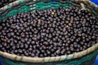 Açaí do Amapá conquista mercado chinês