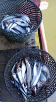 Pescador AgroAmigo Peixes.jpeg