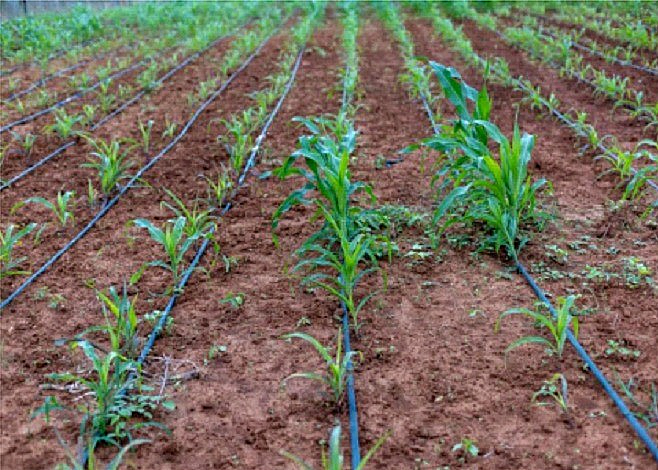 Irrigacao SNSH1 (1).png