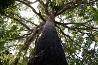 Bioeconomia e desenvolvimento regional: como o Programa BioRegio pode transformar os territórios brasileiros?