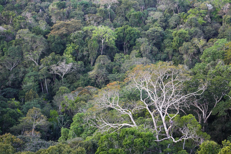 Amazonia Floresta Fabio Rodrigues Pozzebom Agencia Brasil.jpg