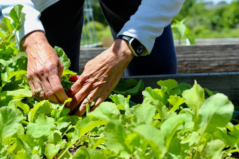 pexels-agricultura.jpg