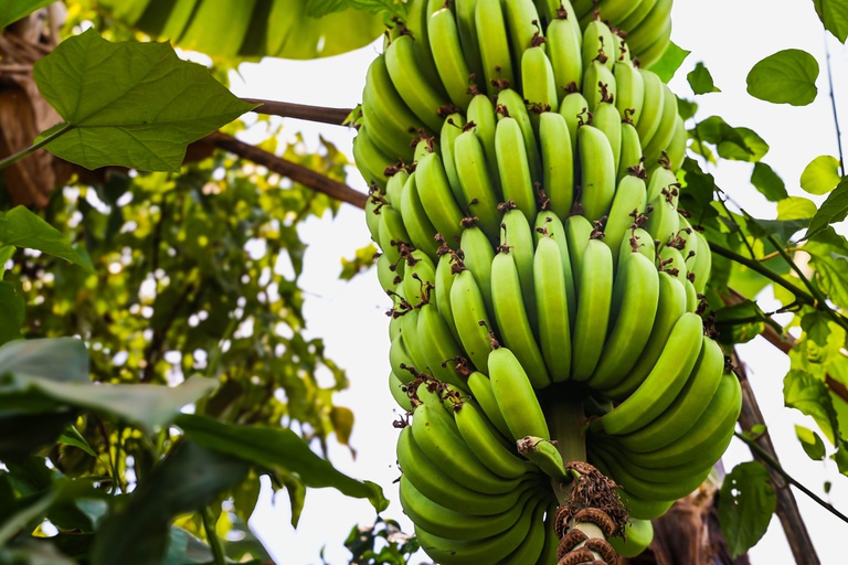 bowmanstudios-banana-tree-1.jpg