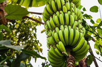 Curso fortalece produção de banana no Alto Solimões com apoio do MIDR