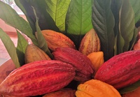 Dia do Chocolate: Rota do Cacau fortalece produção sustentável no Brasil