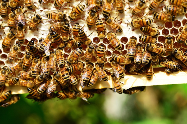 honey-bees.jpg