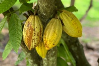 Dia Nacional do Cacau: produção do fruto é impulsionada pelas Rotas de Integração Nacional