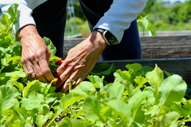 pexels-agricultura (1).jpg