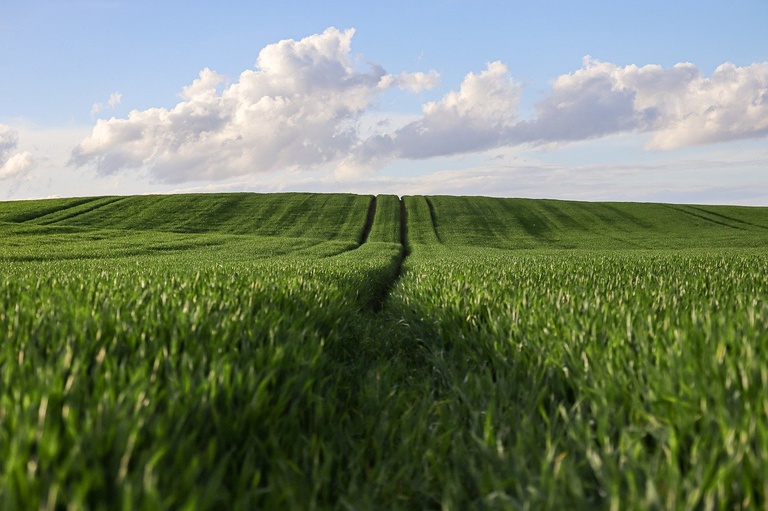 Agricultura0107.jpg