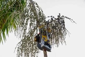 Açaí Maquina.jpg