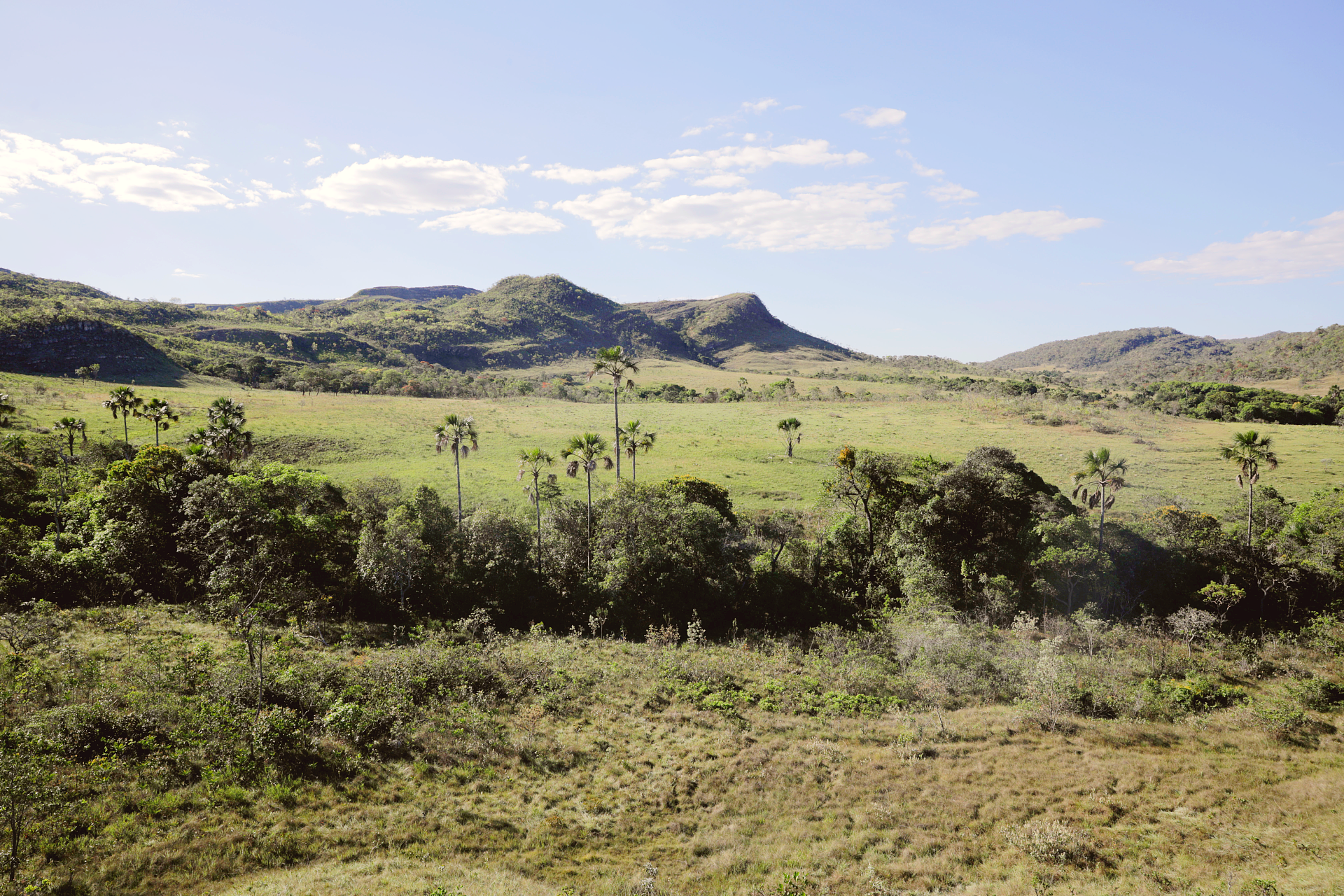 Cerrado Ag Brasil.png
