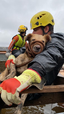 Waldez Góes: cuidar dos animais é também cuidar das famílias