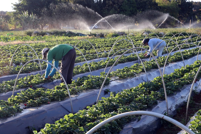 Agricultura Agencia Brasil (1).jpg