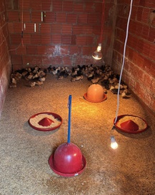 Galinheiro1.JPG