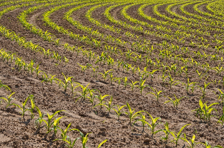 field-5207335_1280 (1).jpg