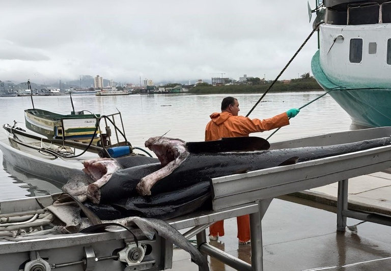 Pescado Itajai SC.jpg