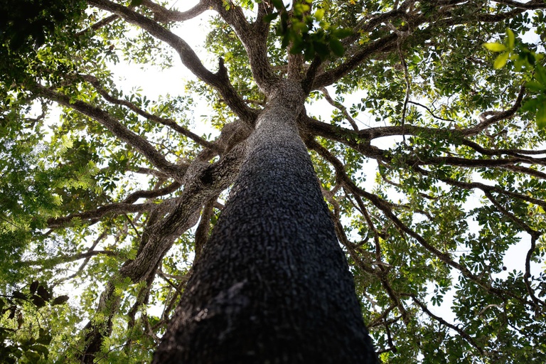 Floresta Viva.jpg